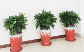 �����̻�ֲ������